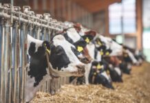 Topcon introduces new feed management platform options for optimizing resources