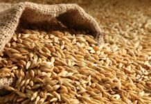 Tanzania in a multibillion-shilling investment plan to boost barley production and sales
