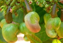 Tanzania lays strategies to meet 400,000 tonnes cashewnut production target in 2023/24 season