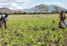 US plans to inject $5 million into Tanzania’s Agricultural Sector to support local food growers
