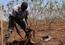 Action Against Hunger’s Farmer Field School program building self-reliance communities in Uganda