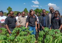 ZB’S collaboration with local farmers boosts cassava farming and agriculture diversity