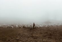 Study exposes the stark reality of drought resilience among smallholder livestock farmers