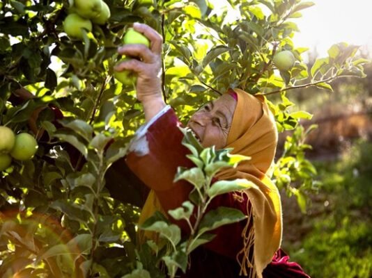 IFAD launches A New Day film, highlighting transformative power of investments in small-scale farmers