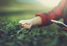 “Exploring the Green Bounty: Agro-Rural Tourism Market Surges as Travelers Seek Authentic Farm Experiences and Sustainable Living”