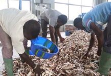 46 years old Rwandan woman turning cassava wastes into animal feeds, creates jobs and income