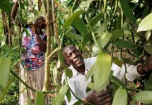 Uganda sets date for this season’s vanilla harvest to prevent premature beans from getting to market