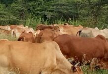 Climate envoy urged to make animal welfare part of the discussion during Africa Climate Summit