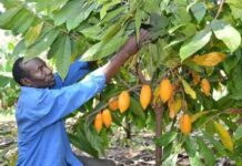 Uganda in a $24.8 million cocoa factory plan to improve smallholder farmers’ income
