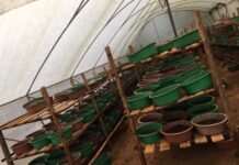 Young Rwandan agriprenuer ventures in black soldier fly rearing to produce affordable livestock feeds