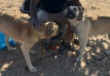 WSAVA Launches Sub-Saharan Africa Vaccination Guidelines Project in South Africa