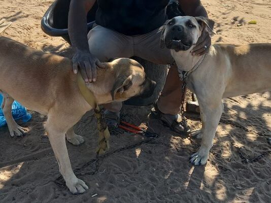 WSAVA Launches Sub-Saharan Africa Vaccination Guidelines Project in South Africa