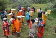 Beekeeping simplified for Kenyan women groups