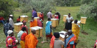 Beekeeping simplified for Kenyan women groups