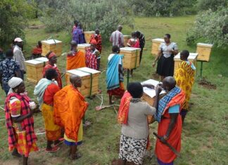Beekeeping simplified for Kenyan women groups