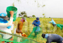 New Zealand contributes US$3.57 million to IFAD to enhance resilience of Pacific island communities through climate smart agriculture