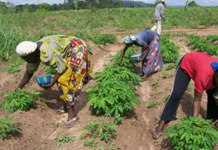 AfDB Provides $2M partial credit guarantee to Facilitate Access to Fertilizer for Small-scale Farmers in Tanzania