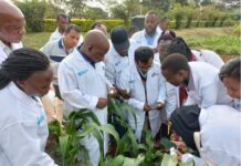 FAO to Establish Fall Armyworm Research Hub in Kenya