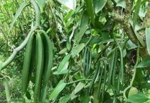 Over $12.3 million vanilla production project in Tanzania to create jobs and boost trade