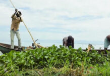 Kenyan Youth Discovers Affordable Animal Feed from Lake Victoria’s Water Hyacinth