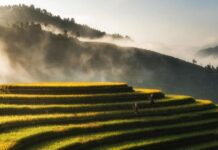 New Methodology to Slash Methane Emissions from Rice Cultivation and Empower Smallholder Farmers