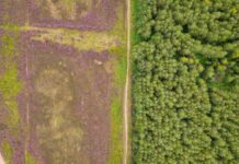 What’s Better: A Food Forest or Developed Farmland?