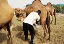 Dairy camel farming, the next big venture for families in arid and semi-arid lands in Kenya