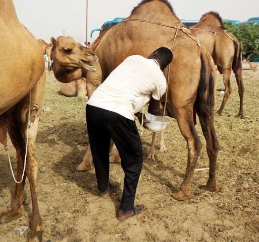 milking camel (002)