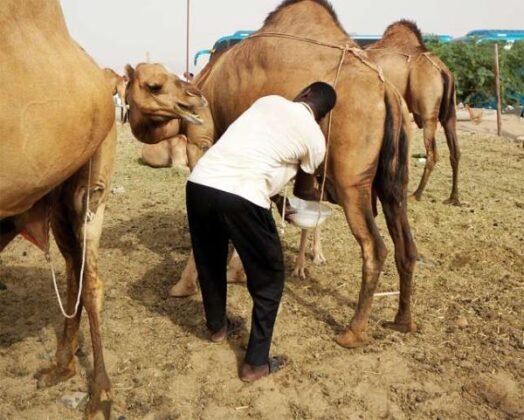 Dairy camel farming, the next big venture for families in arid and semi ...