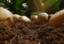 Fertilizers Rich in 3 Vital Minerals Vastly Enhance Potato Yields, New Study Finds