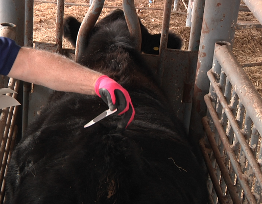 Applying breeding indicator