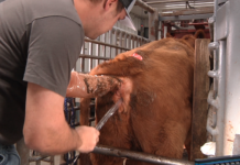 Sexed semen: An opportunity to capture more value for cattle