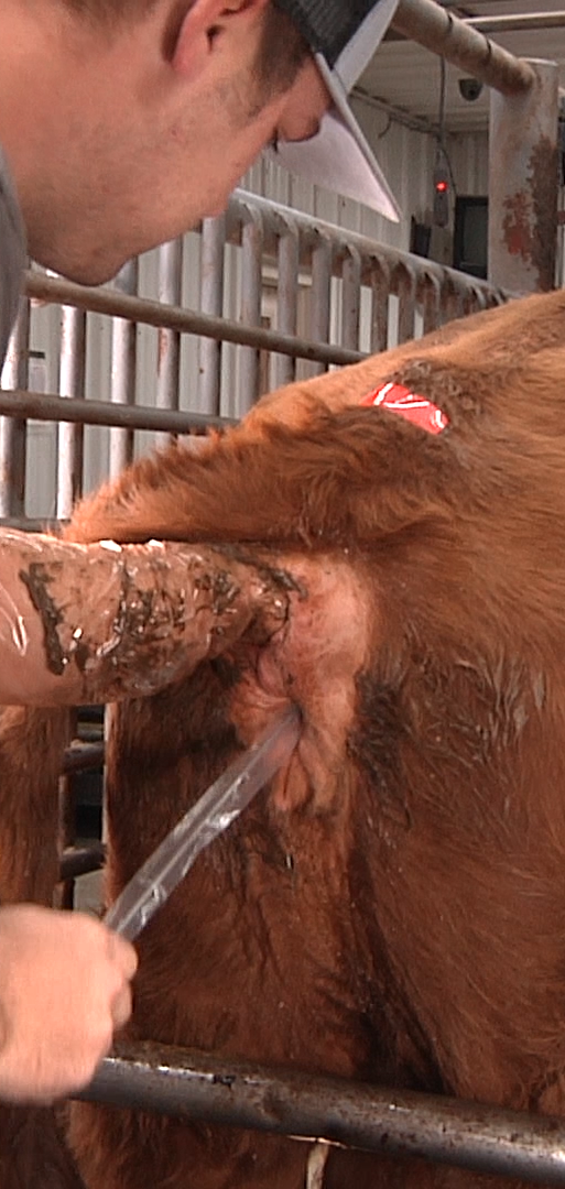 Artificial insemination