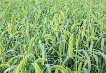 Early maturing, high yielding and climate-smart Chinese millet enters Kenya