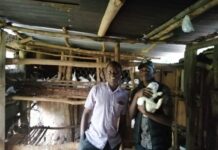 Meet Kenya’s university graduate rearing rabbits both for pleasure and cash