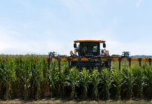 Gene Editing: Pairwise and Bayer start new five-year multi-million Dollar collaboration to further advance short-stature corn