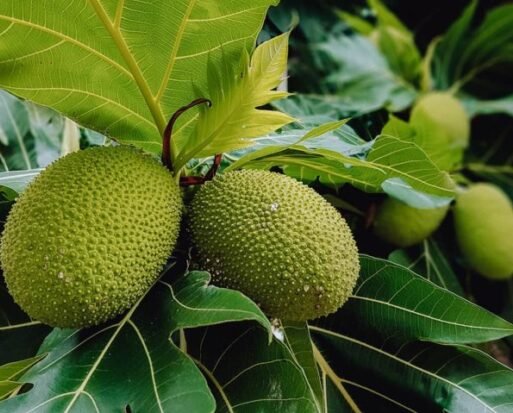 Growing breadfruit (002)