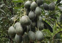 Granot, Israeli avocado producer opens 400 ha farm in Naivasha to boost the fruit growing in Kenya