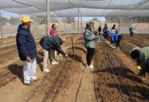 Boost for Maquassi Hills residents as they receive indigenous chickens and agricultural production inputs