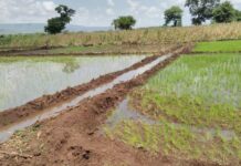 Ugandan launches climate-resilient irrigation project to benefit over 108,000 farmers