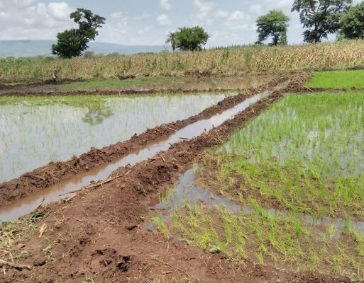 Rice field irrigation project in Uganda. Photo-MAAIF (002)