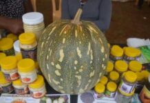 Kenya pumpkin farmers venture into oil, flour making to beat market challenges