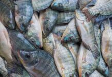 Kenya’s Kakamega County inks a deal to export tonnes of fish to Italy