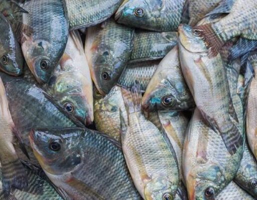Tilapia fish (002)