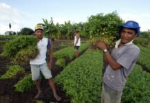 Investments in poor small-scale farmers generate significant benefits for climate and environment, says new IFAG-GEF report