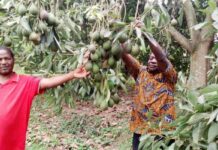 Uganda’s new strategy boosts macadamia nuts and avocado farming