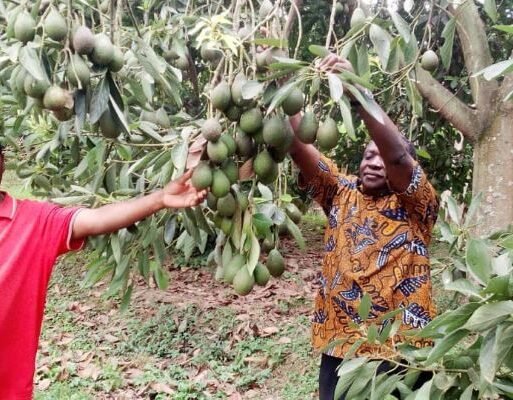 Ugand farmers showing their productive avocado plant. Photo- Balamaze David Farming Consultant and economics analyst (002)