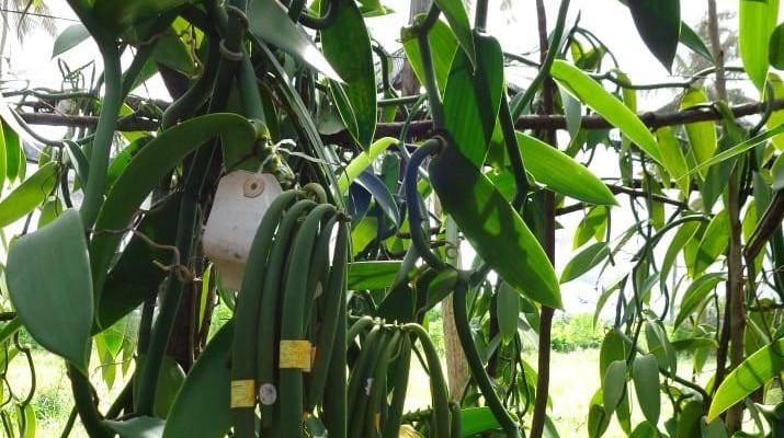 Potential of vanilla farming for Kenyan small-scale growers