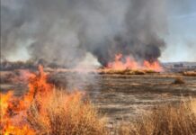 Veld fires could push up food prices