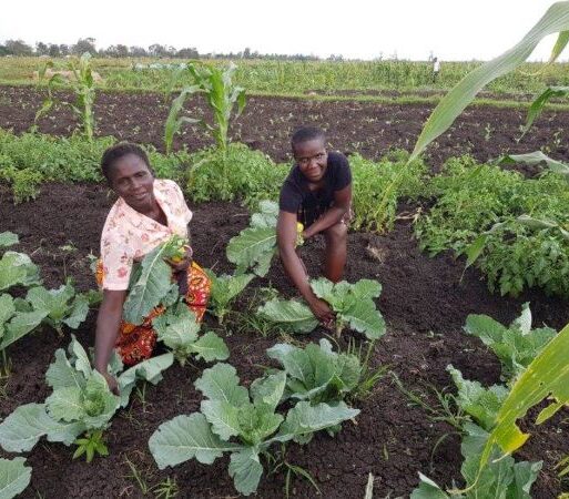 Women envolved in vegetable prodcution to enable them be self reliant and support their families with nutritious food. Photo courtesy of Pratical Action_ (002)